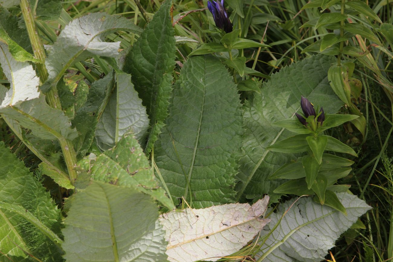 Изображение особи Cirsium helenioides.