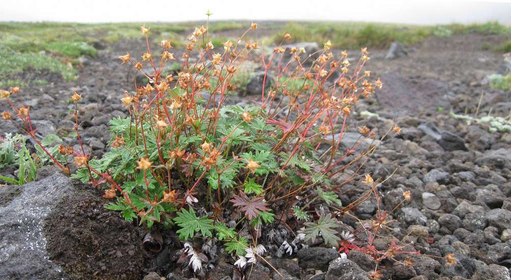 Изображение особи Potentilla vulcanicola.