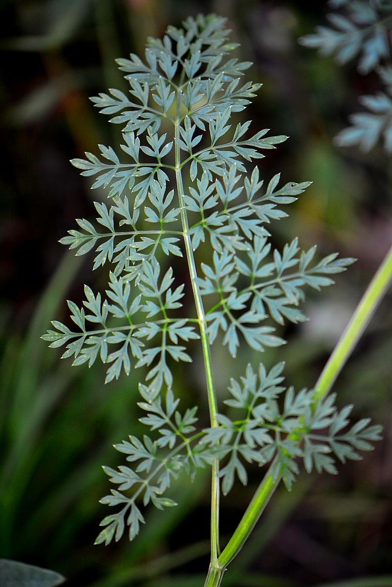 Image of Selinum carvifolia specimen.