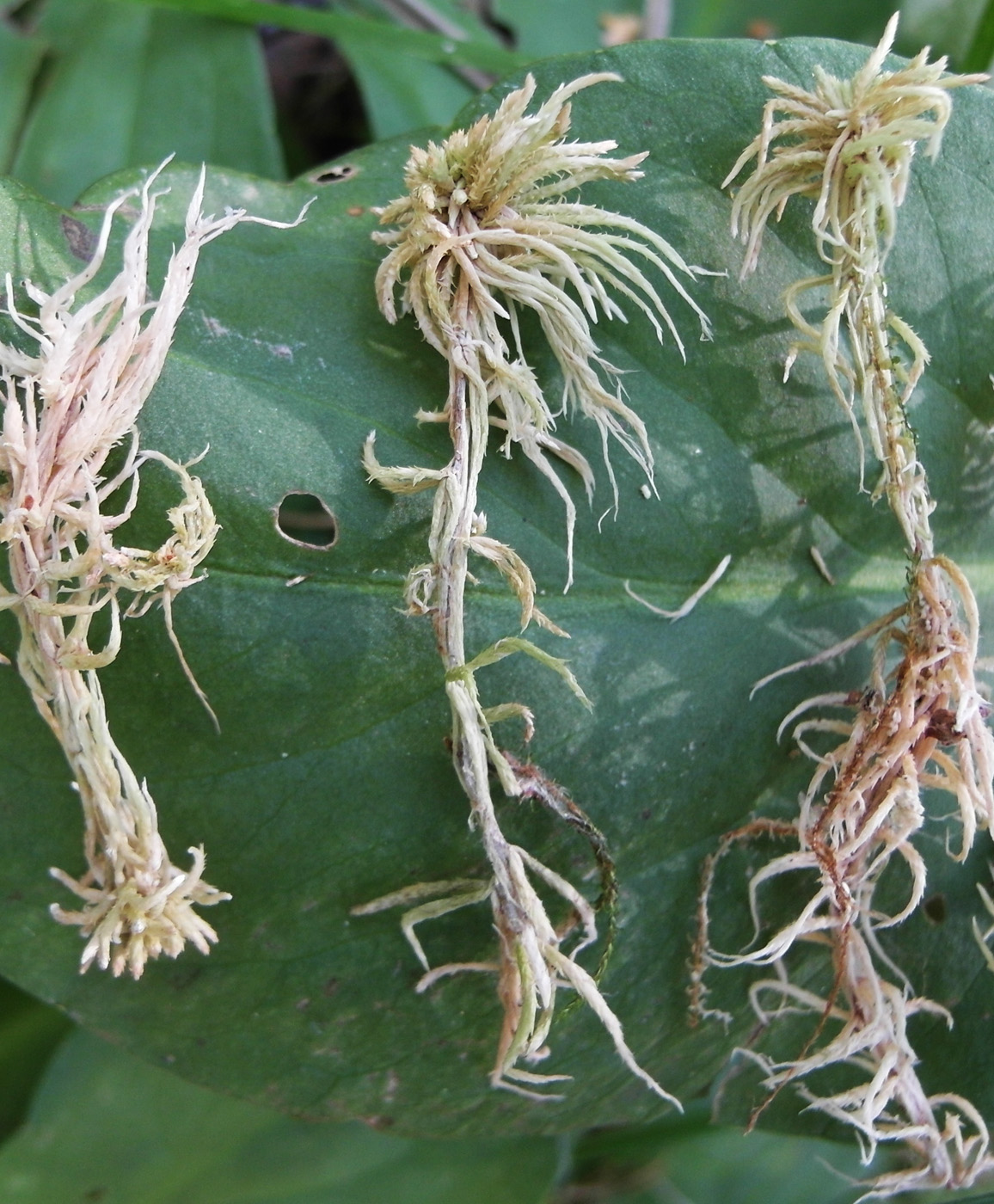 Image of genus Sphagnum specimen.