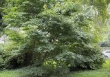 Acer henryi