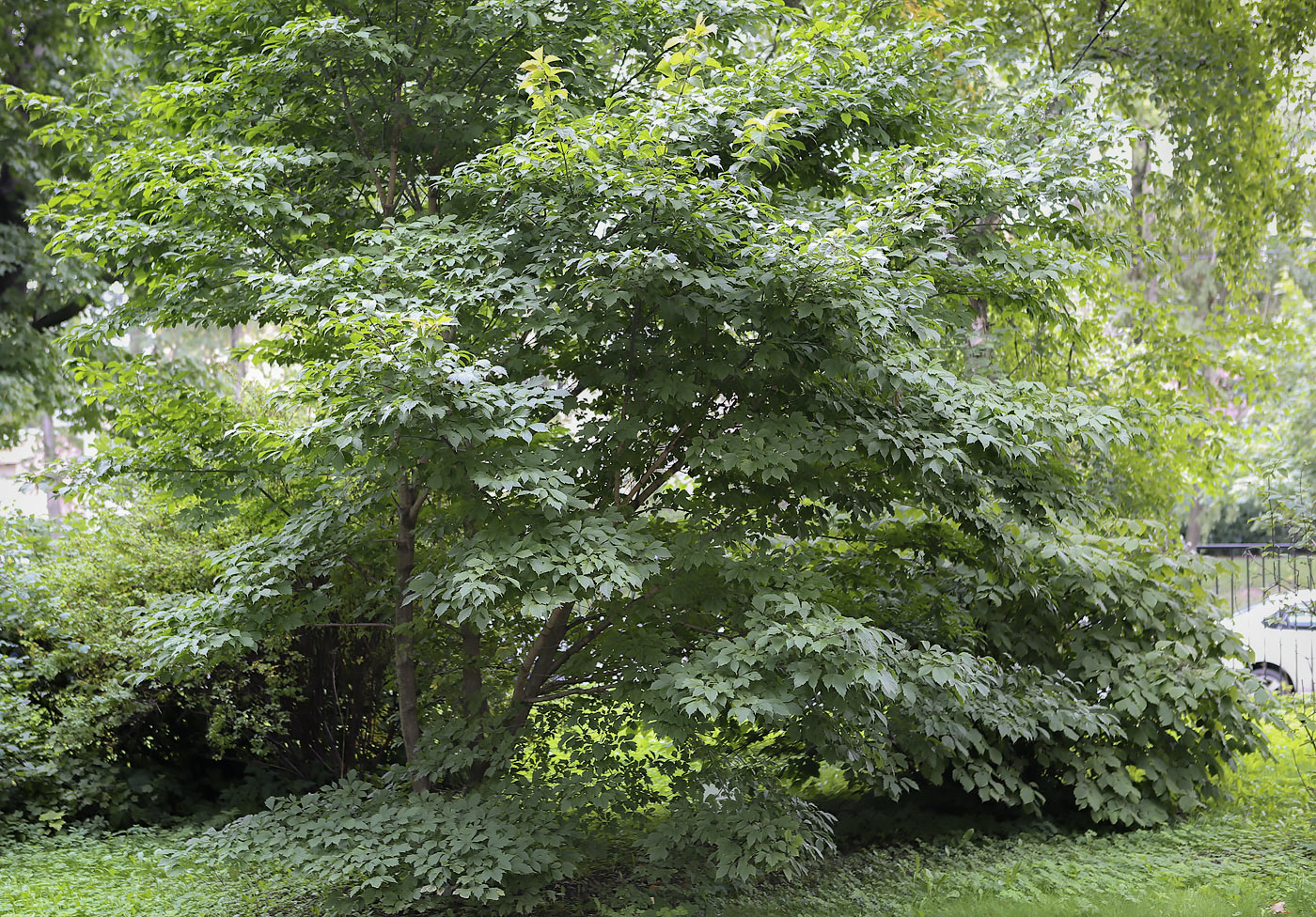 Image of Acer henryi specimen.