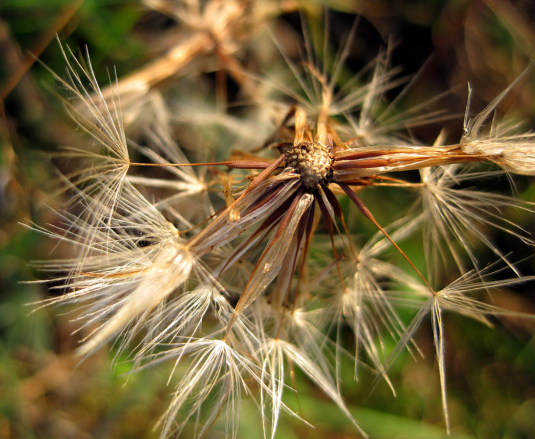 Image of Hypochaeris radicata specimen.