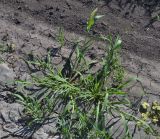 Echinochloa crus-galli. Плодоносящие растения. Тульская обл., Плавский р-н, окр. пос. Молочные Дворы, пашня. 06.07.2020.