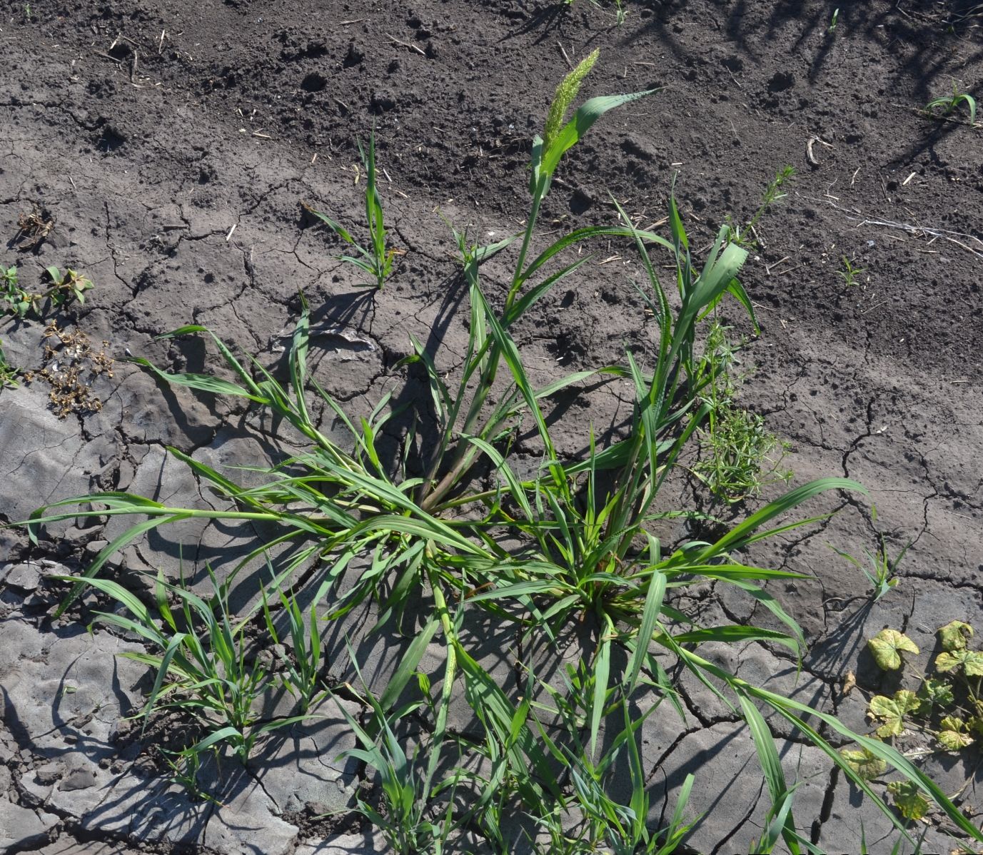 Image of Echinochloa crus-galli specimen.