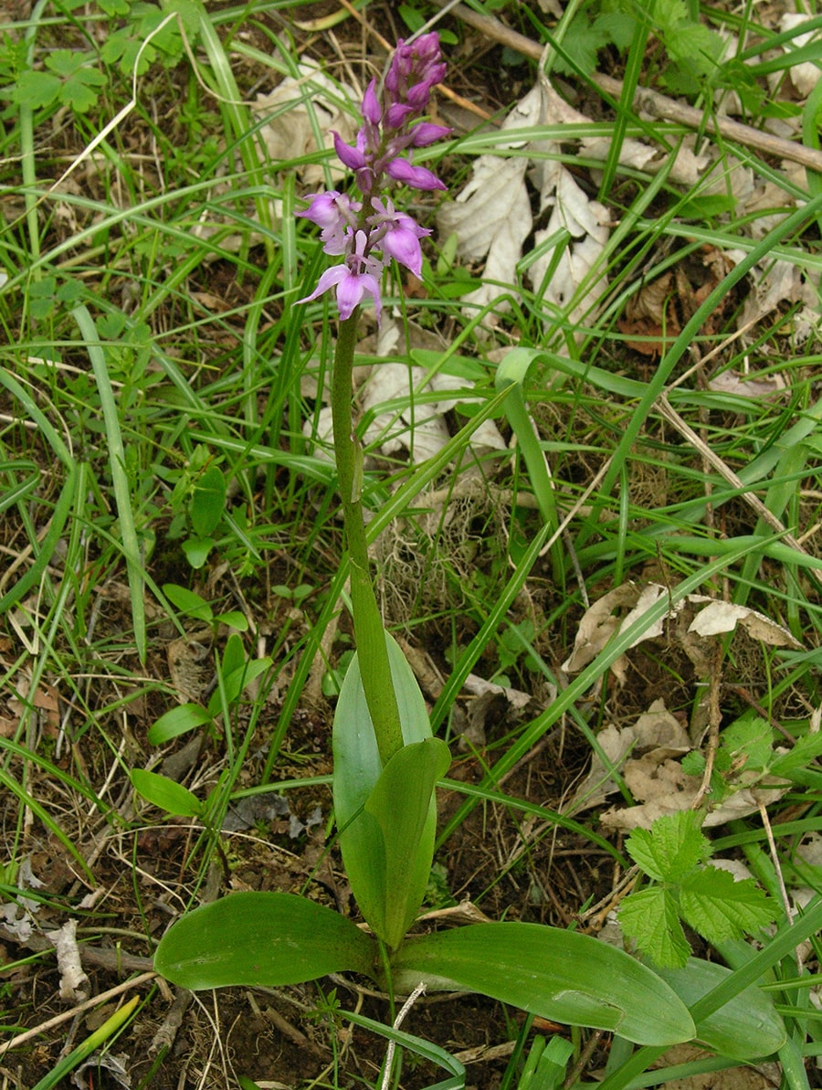 Image of Orchis patens specimen.