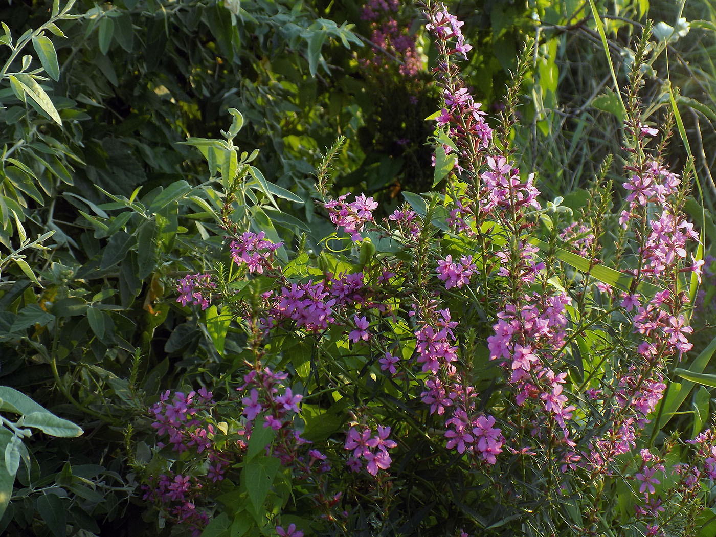 Image of Lythrum intermedium specimen.