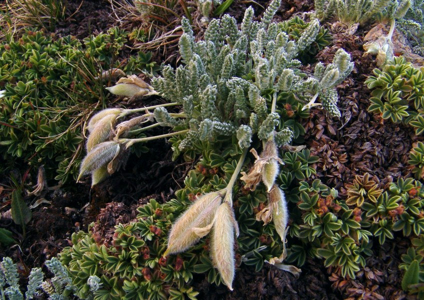 Image of Oxytropis chionobia specimen.