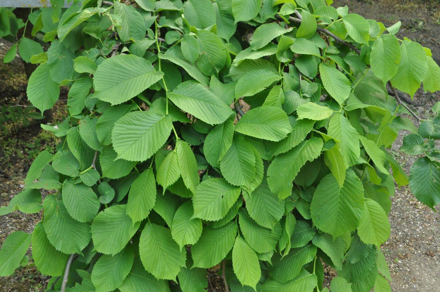 Image of Ulmus glabra specimen.