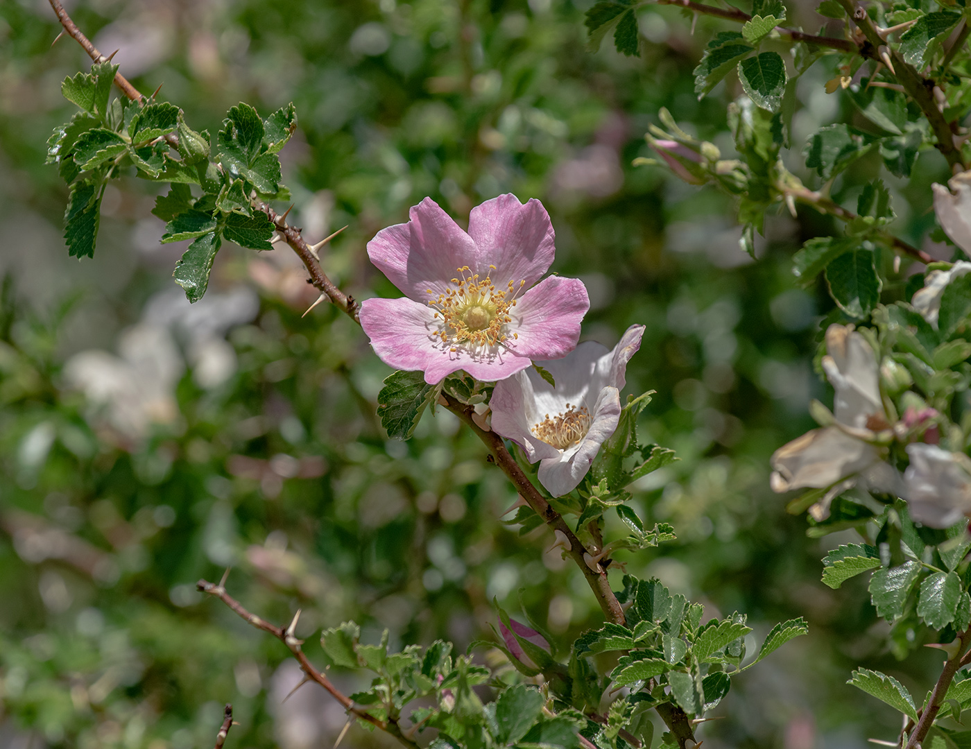 Image of Rosa maracandica specimen.