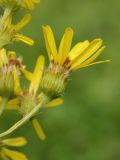 Senecio paludosus