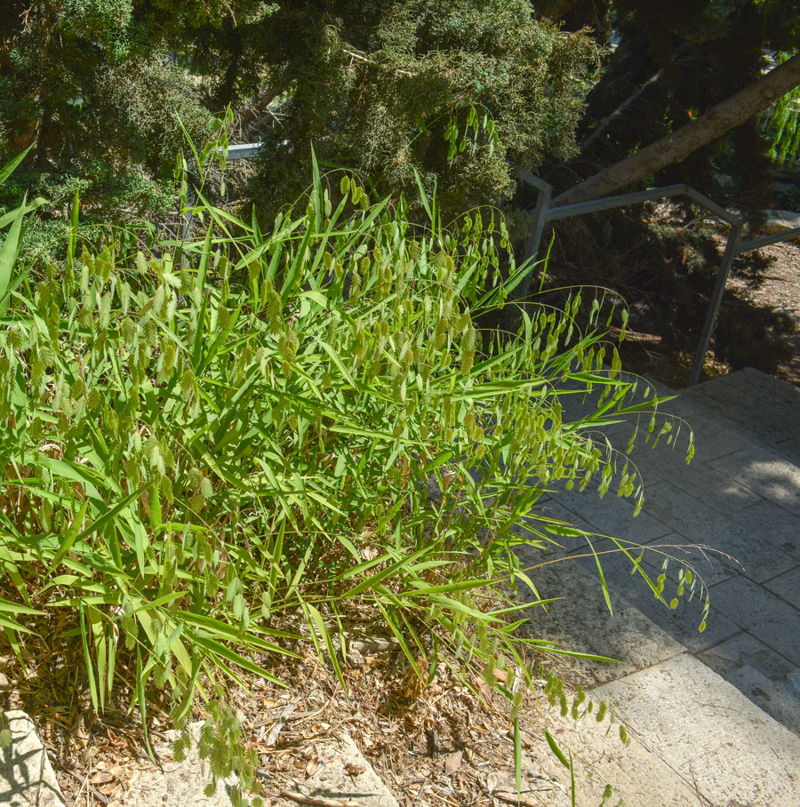 Image of Chasmanthium latifolium specimen.