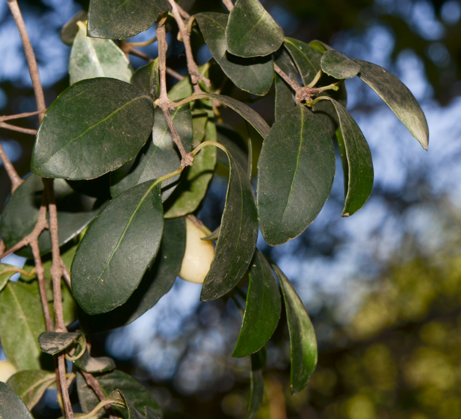 Изображение особи род Elaeodendron.