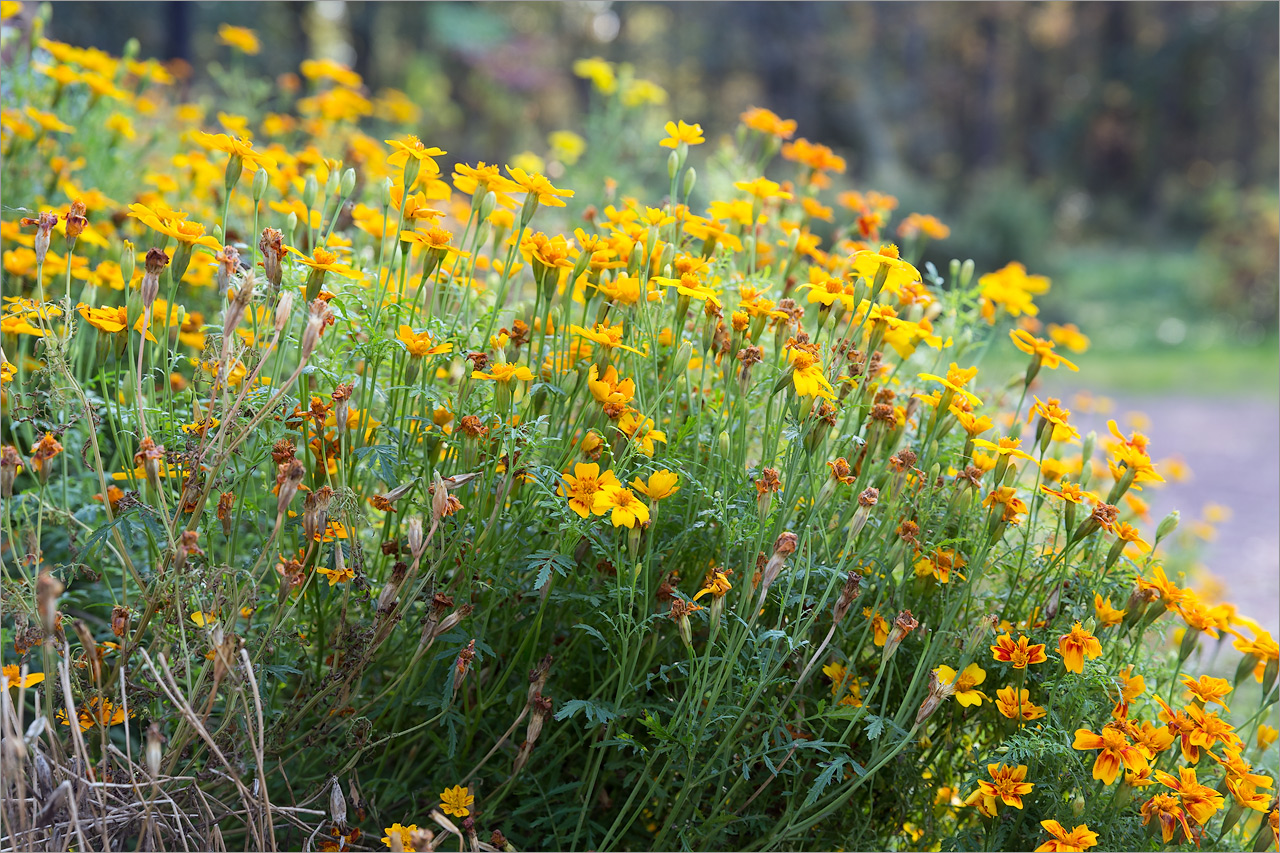 Image of Tagetes tenuifolia specimen.