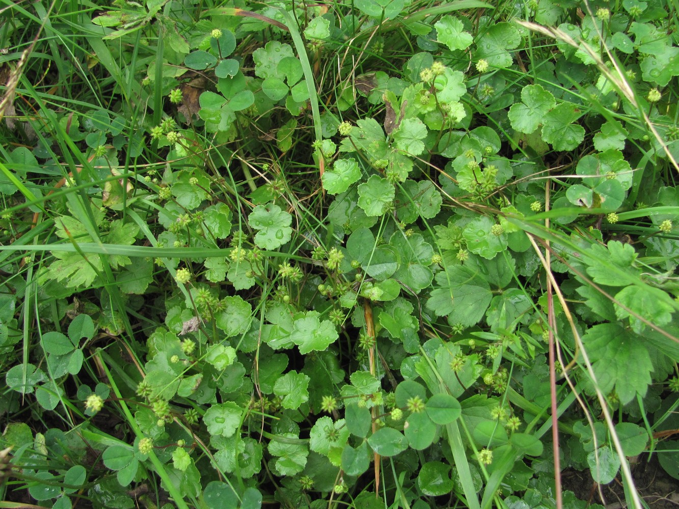 Image of Hydrocotyle ramiflora specimen.