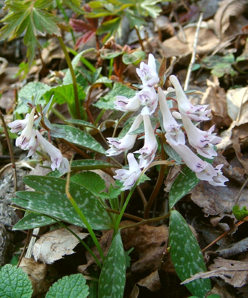 Image of Corydalis repens specimen.