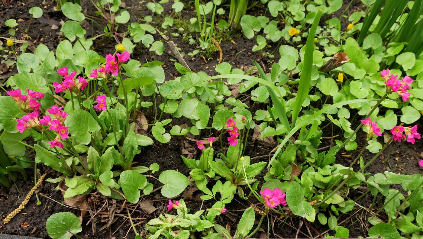 Изображение особи Primula rosea.