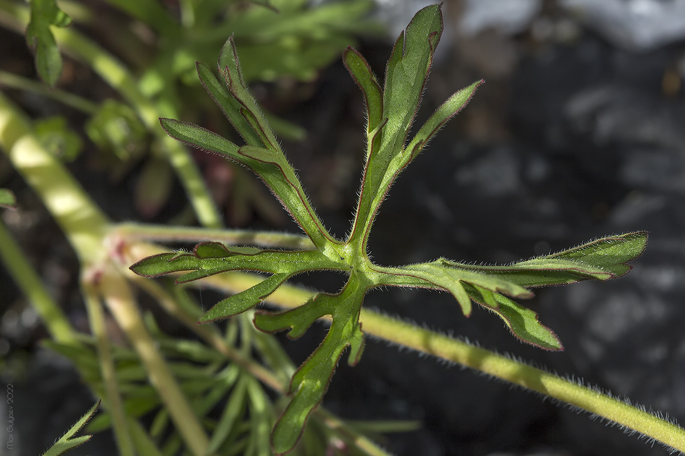 Изображение особи Geranium dissectum.