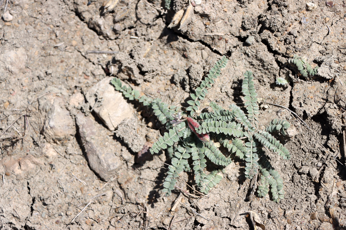 Image of Oxytropis chesneyoides specimen.