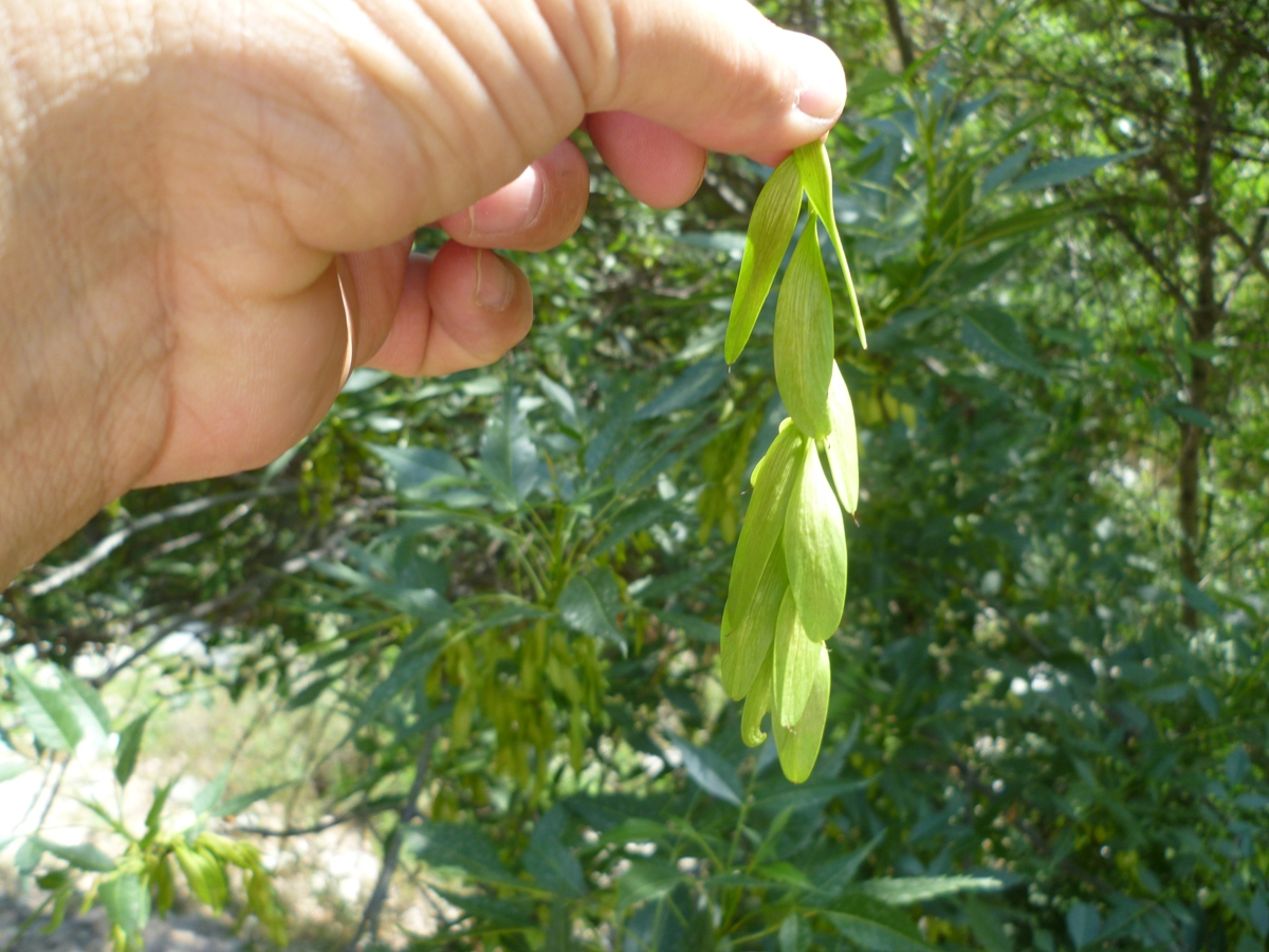 Image of Fraxinus syriaca specimen.