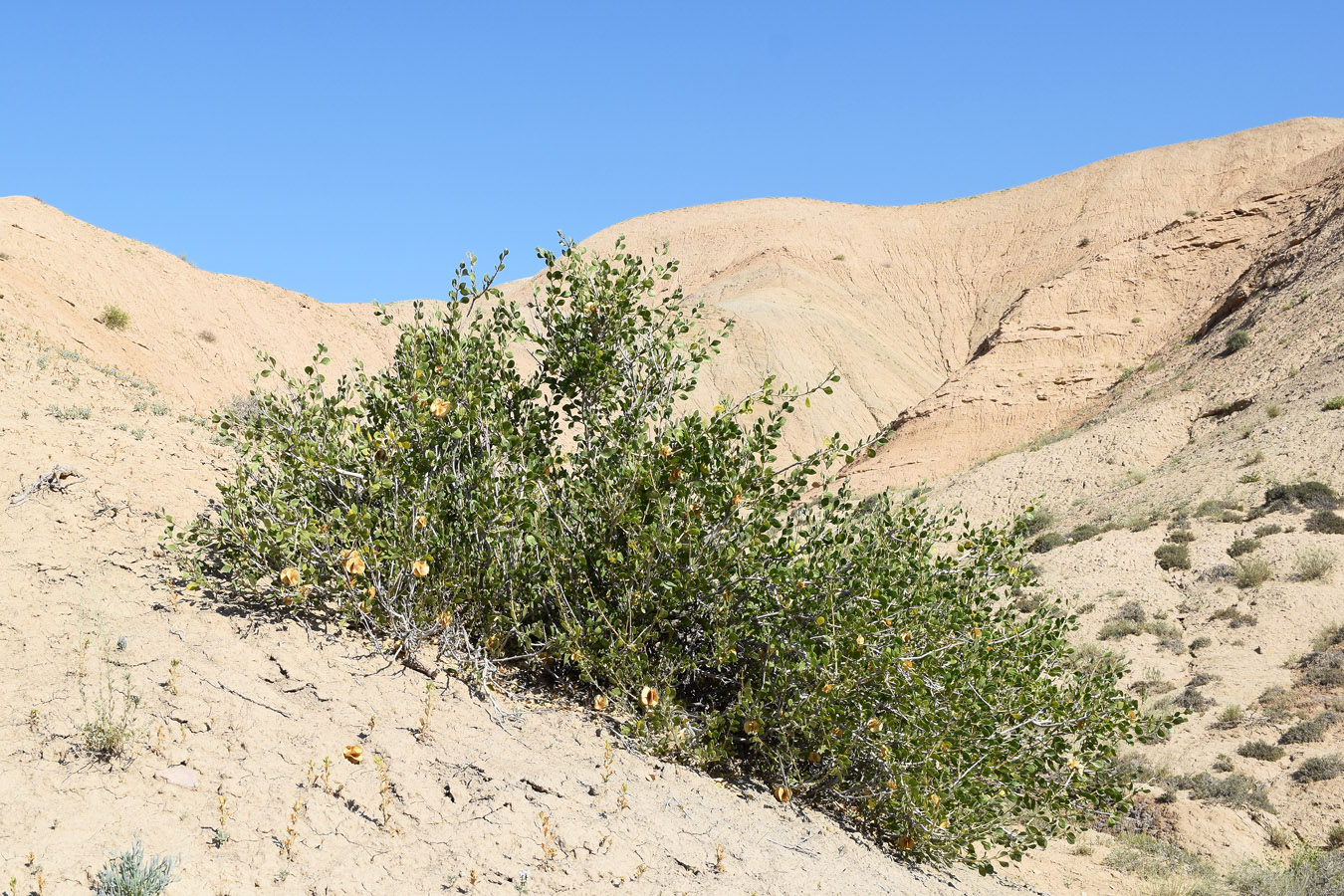 Image of Zygophyllum atriplicoides specimen.