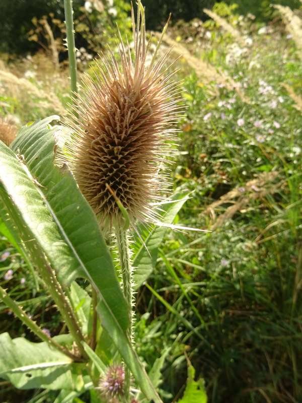 Image of Dipsacus fullonum specimen.