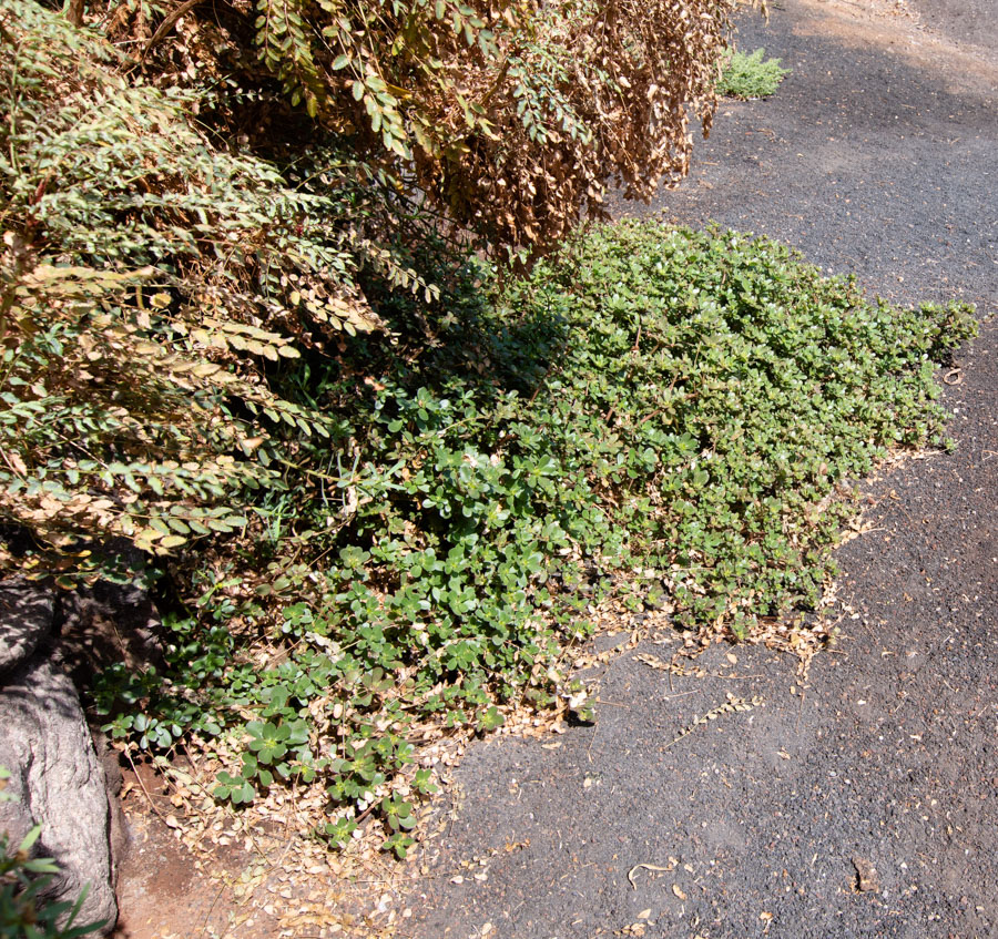 Изображение особи Portulaca oleracea.