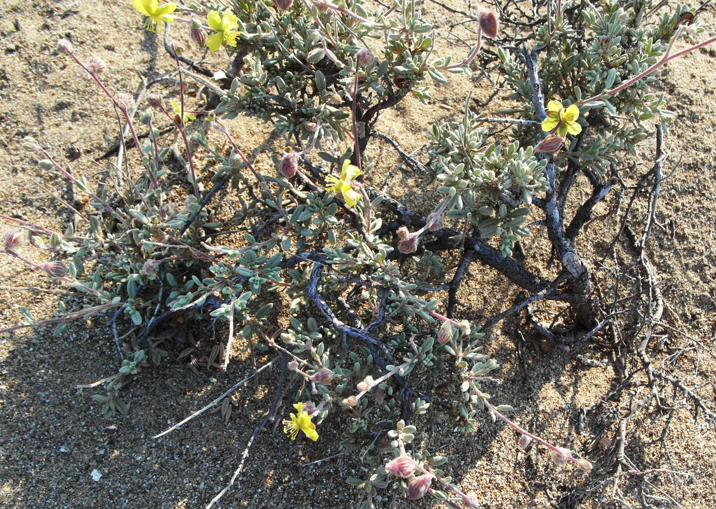 Image of Helianthemum kahiricum specimen.
