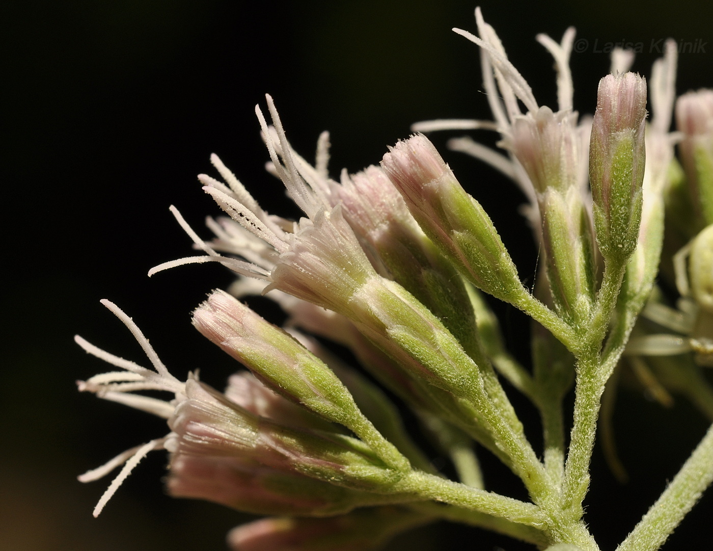 Изображение особи Eupatorium cannabinum.