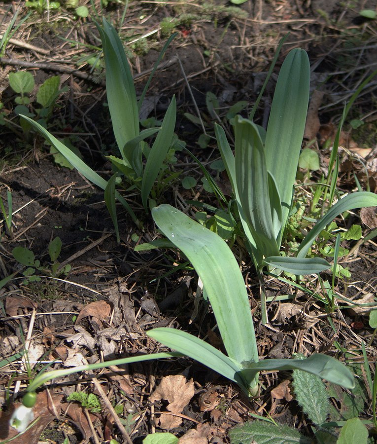 Изображение особи Galanthus elwesii var. monostictus.