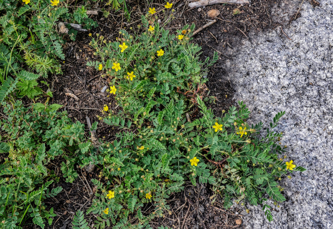 Изображение особи Potentilla bifurca.