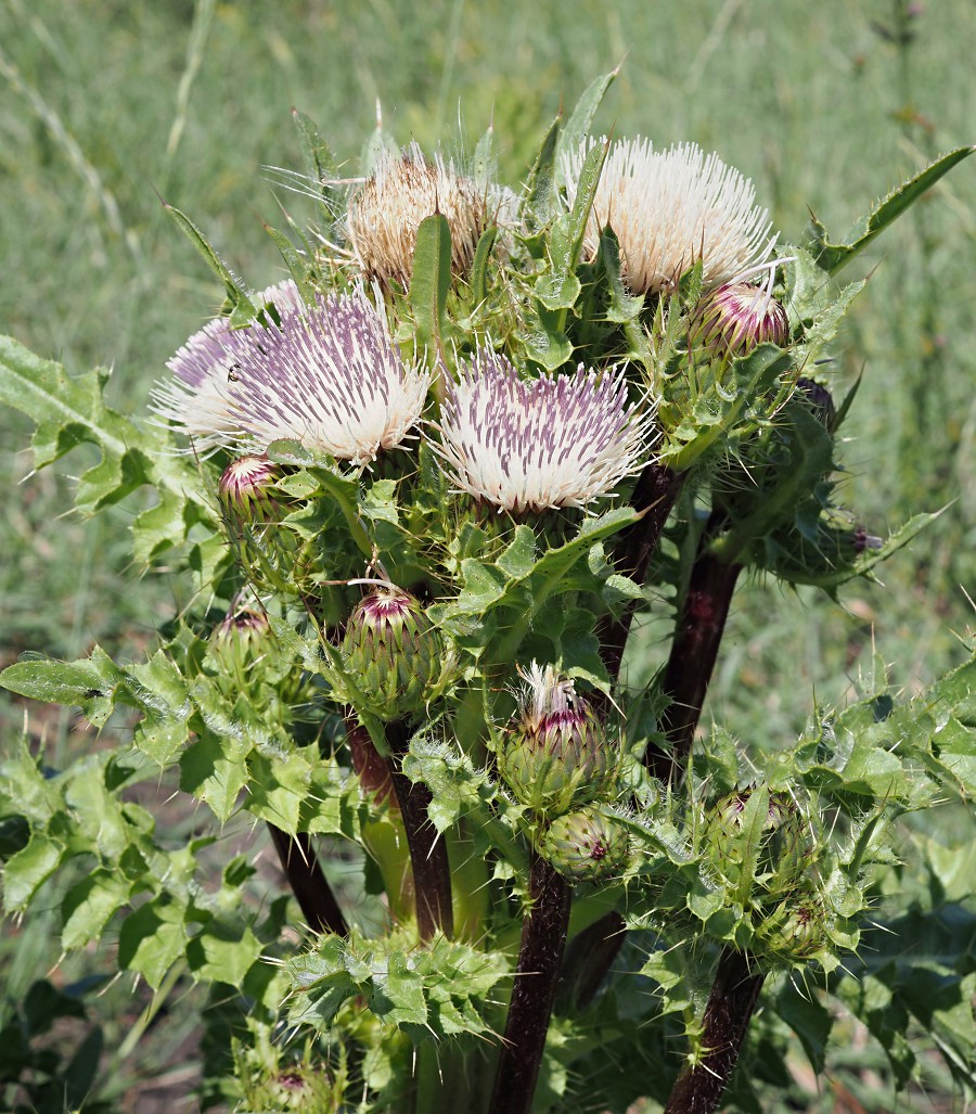 Image of Cirsium roseolum specimen.