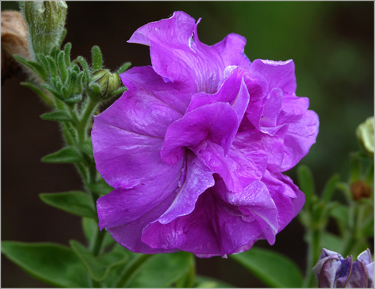 Image of Petunia &times; hybrida specimen.