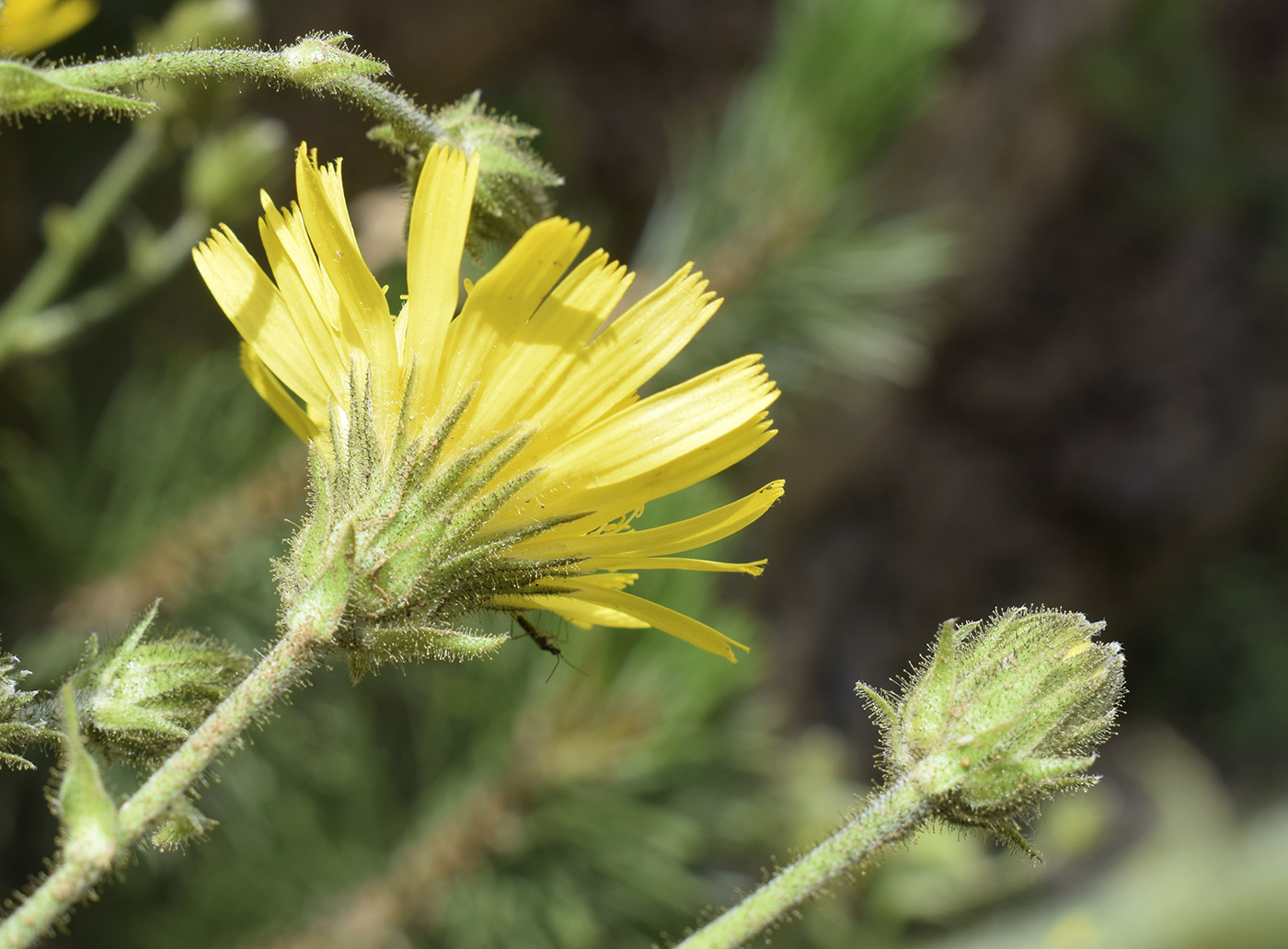 Изображение особи Hieracium amplexicaule.