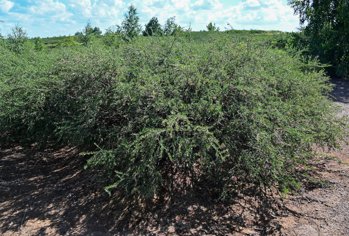 Image of Caragana frutex specimen.