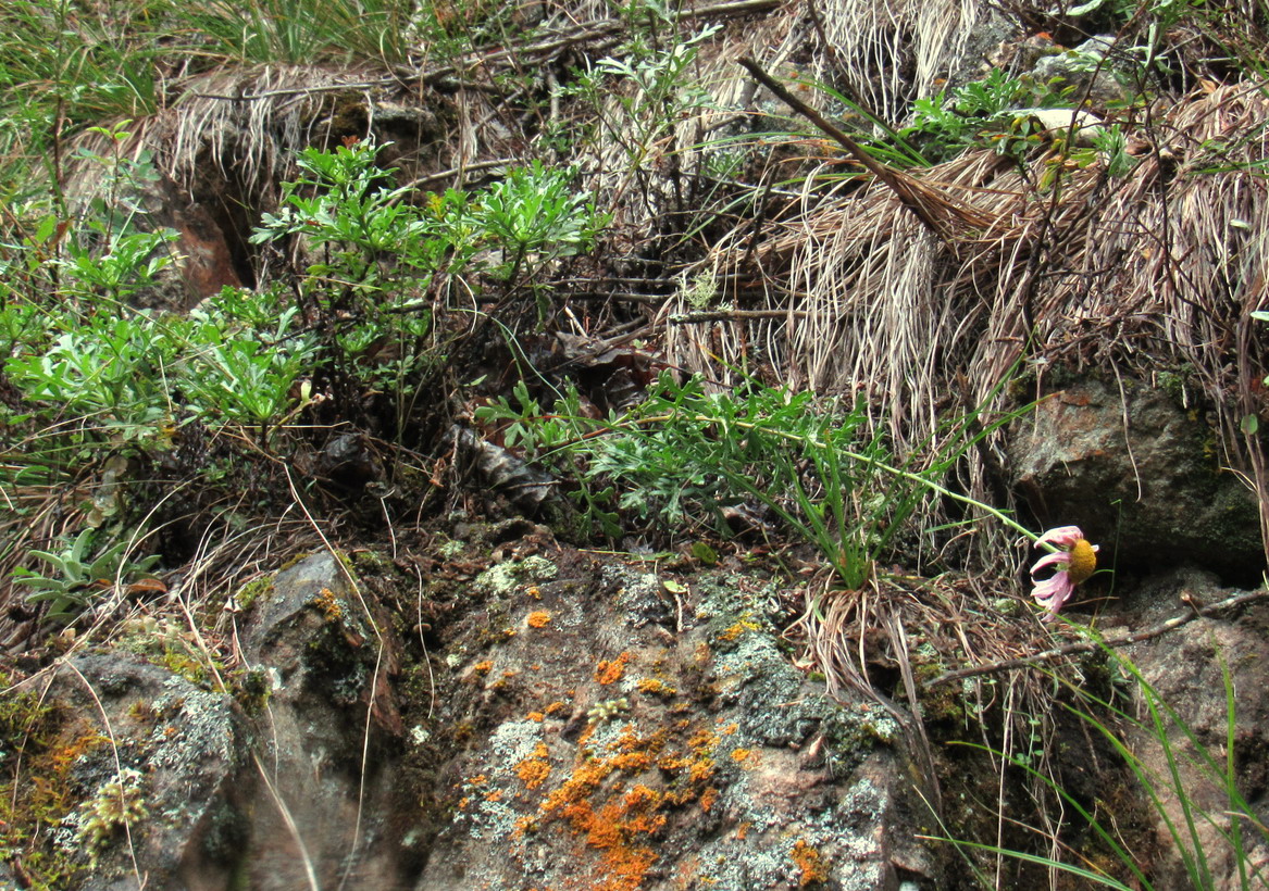 Image of Chrysanthemum sinuatum specimen.