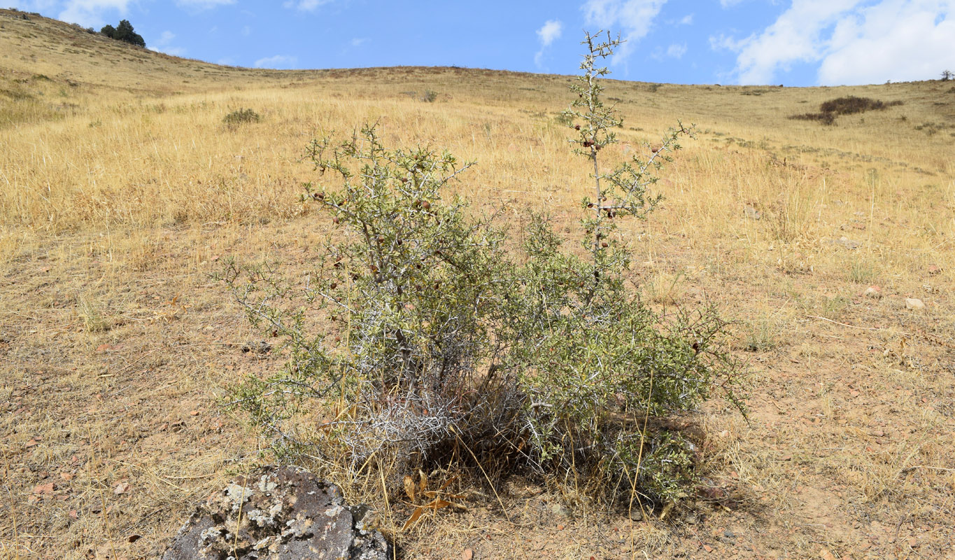 Изображение особи Amygdalus spinosissima.