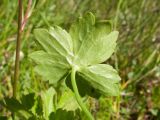 Image of taxon representative. Author is Татьяна Винокурова