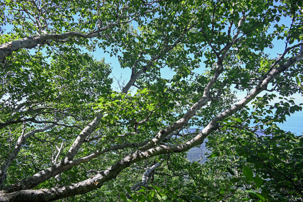 Image of Betula ermanii specimen.