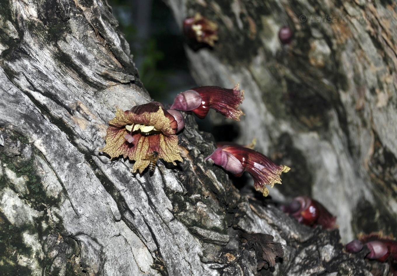 Image of Crescentia alata specimen.