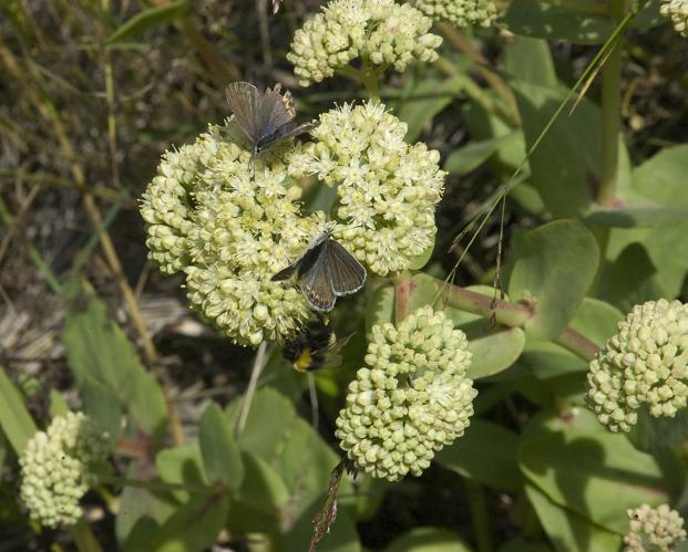 Изображение особи Hylotelephium caucasicum.