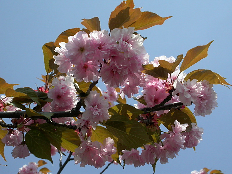 Image of Prunus serrulata specimen.