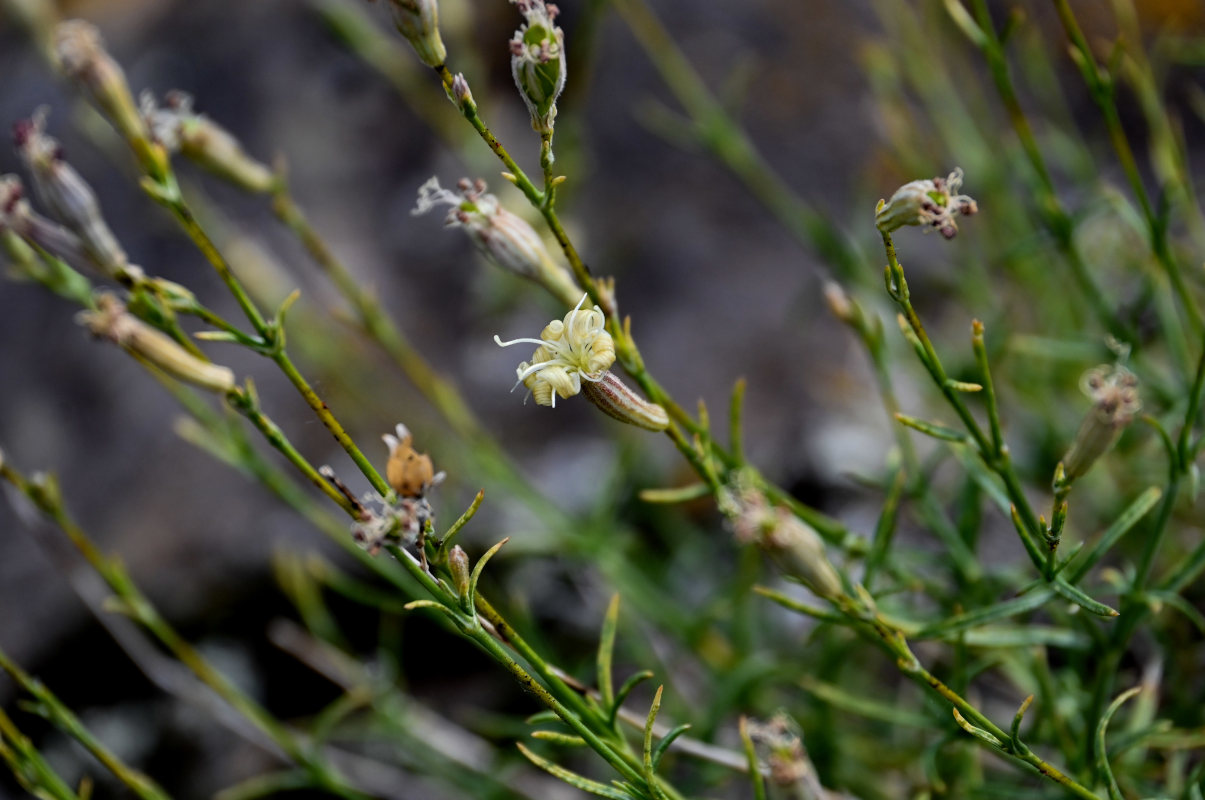 Image of Silene altaica specimen.