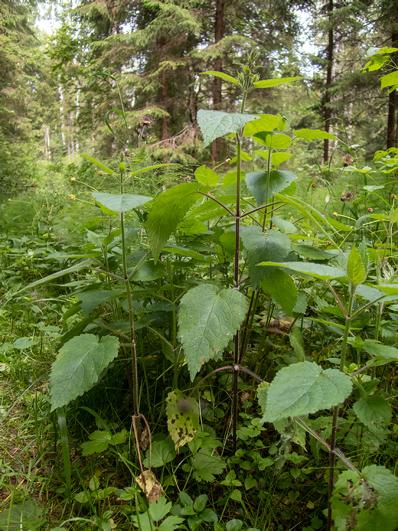 Image of Stachys sylvatica specimen.