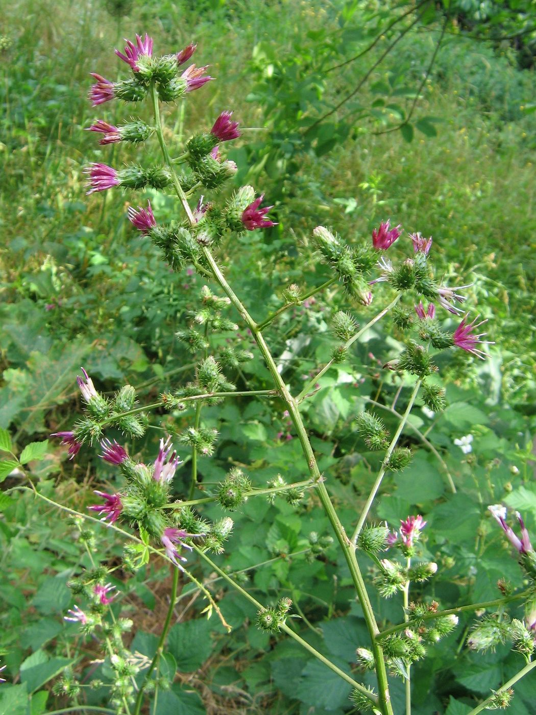 Изображение особи Cousinia umbrosa.