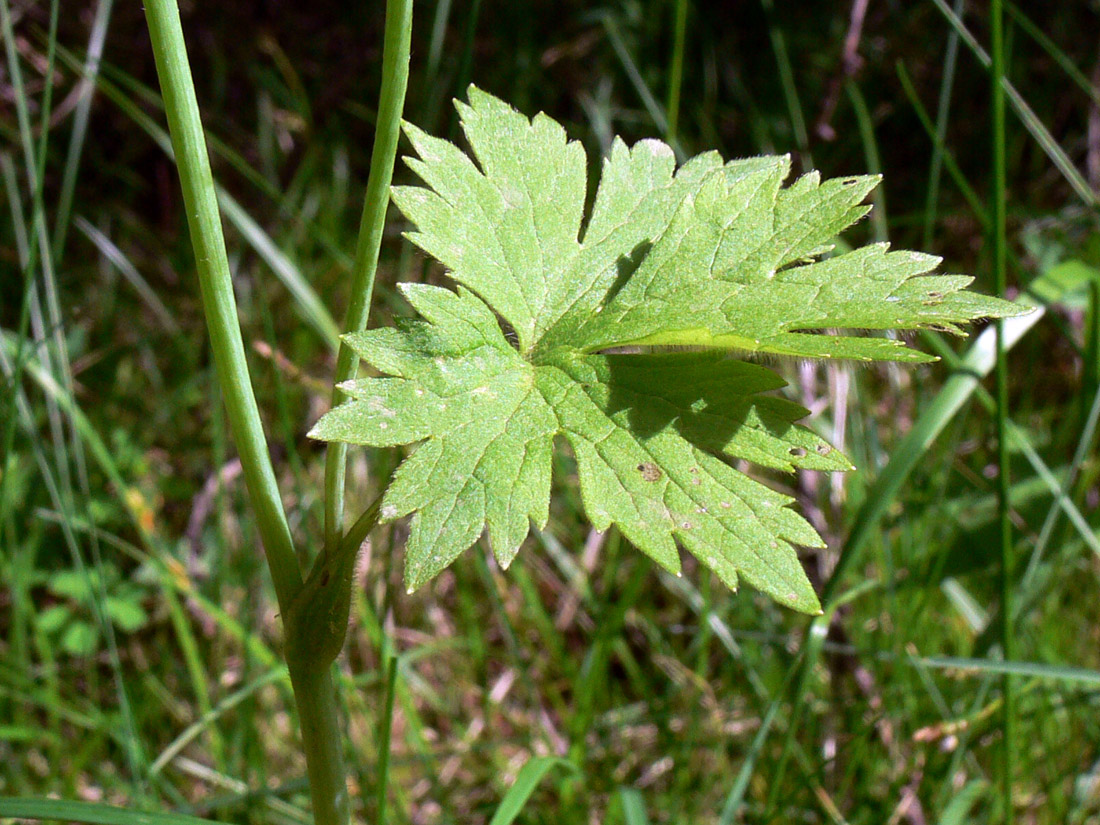 Image of Ranunculus propinquus specimen.