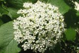 Viburnum lantana