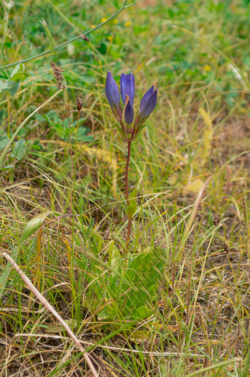 Image of Gentiana olivieri specimen.