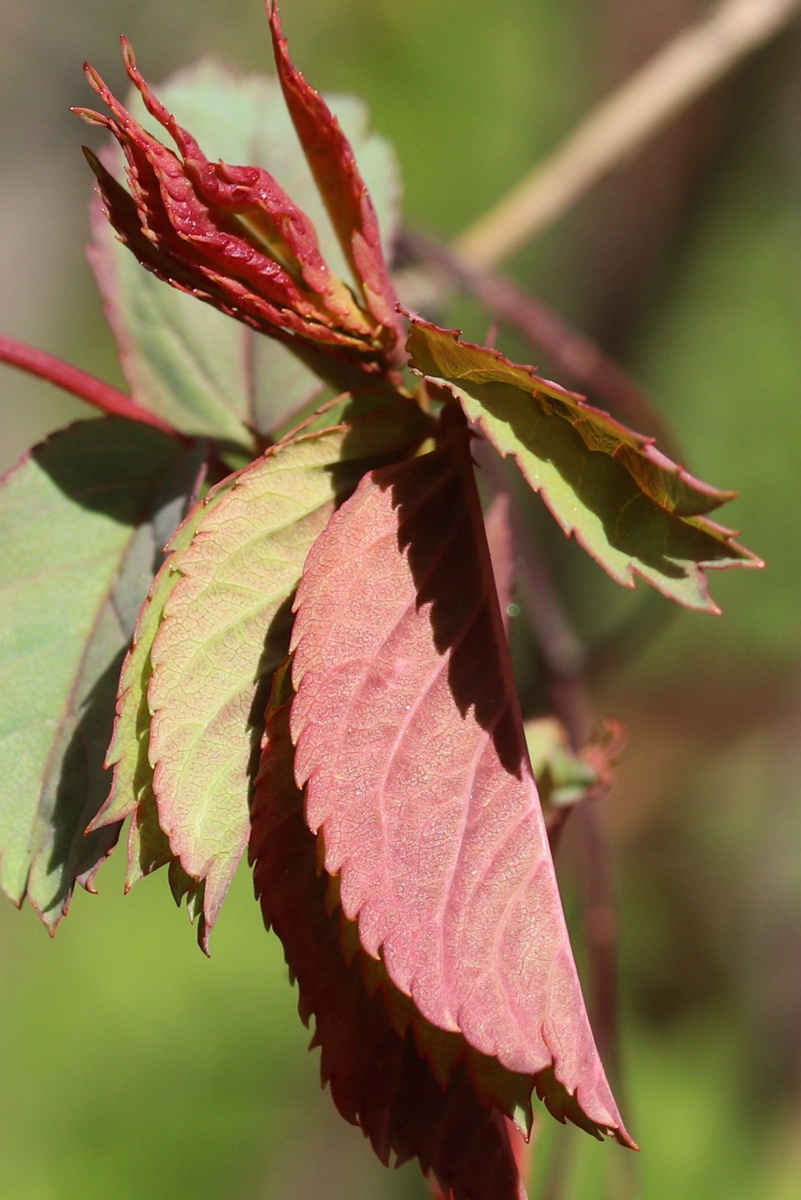 Изображение особи Rosa glauca.