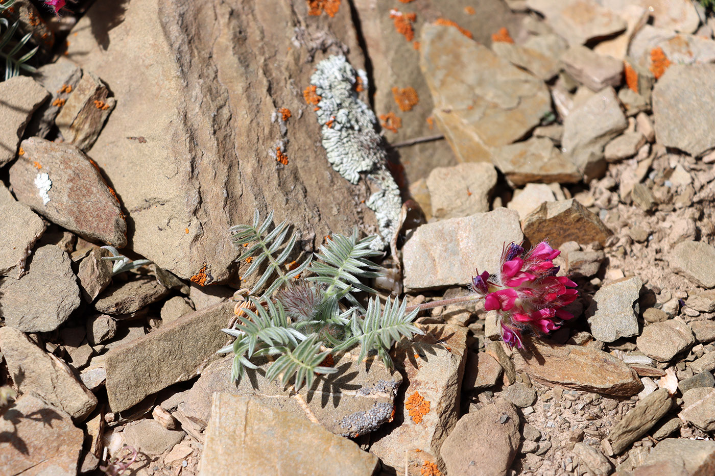 Image of Oxytropis trichocalycina specimen.